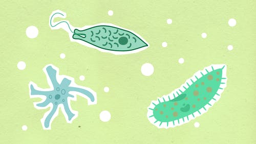 污水處理微生物反應(yīng)原理及影響因素！